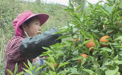  千亩沃柑迎来丰收季